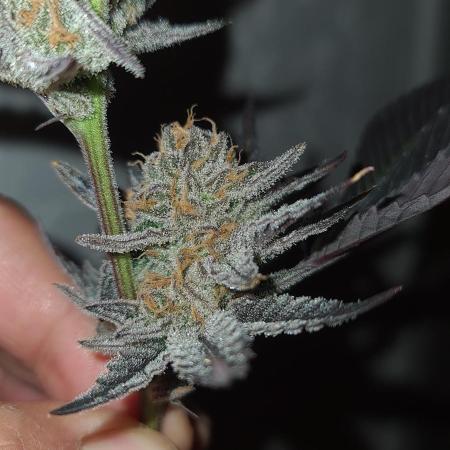 Number One Strain 🍓