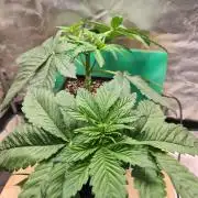 Connoisseur Genetics Cherry Diesel Skunk