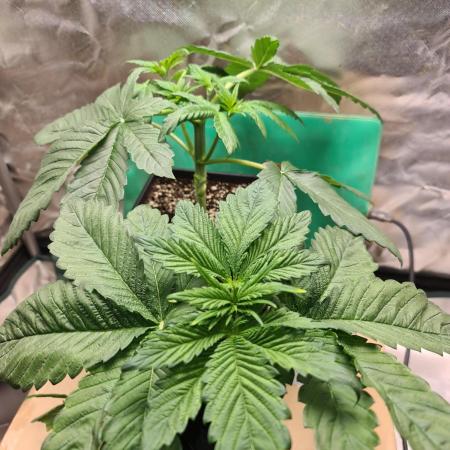 Connoisseur Genetics Cherry Diesel Skunk