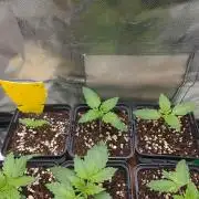 Emerald Triangle - Higher Heights