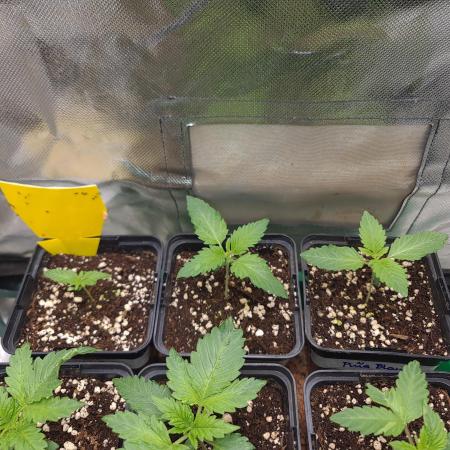 Emerald Triangle - Higher Heights