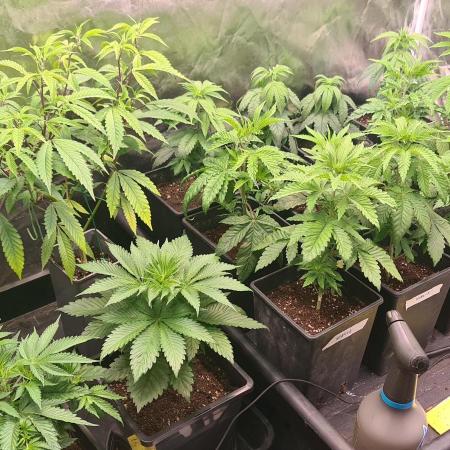Trichome Jungle - Rainbow Cherry f2