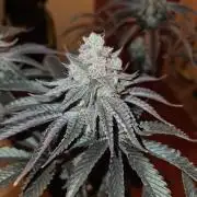 FatalFlower Gen.*Oim's Finest