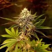 KingCherry#4*Zowahh f2
