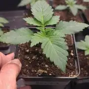 Banana Haze
