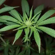 Connoisseur Genetics Cherry Diesel Skunk