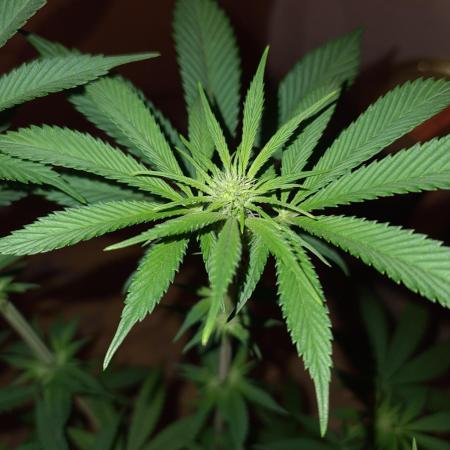 Connoisseur Genetics Cherry Diesel Skunk