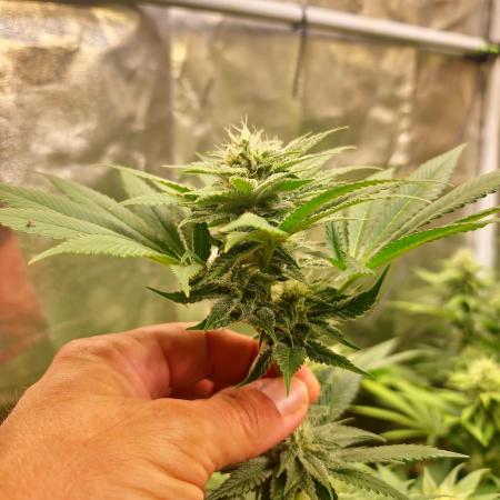 Banana Haze