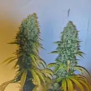 Cherries on Haze