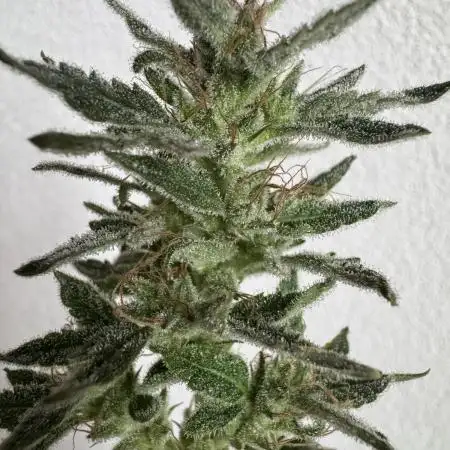 Eternity Grow Cup 2025 - Runtz Automatic