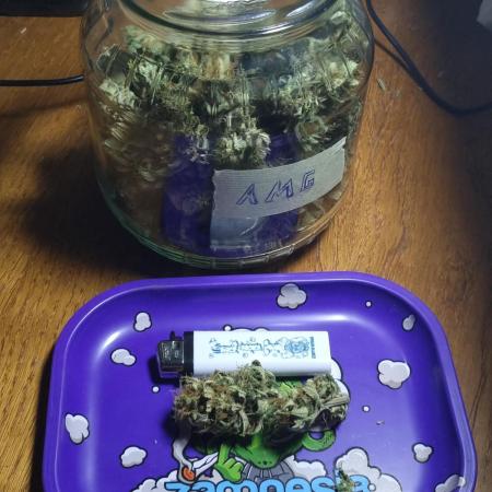 Living soil MultiGrow 3. Runde
