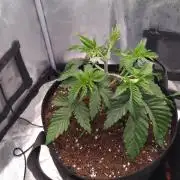 Nicole Kush by Garden of Green