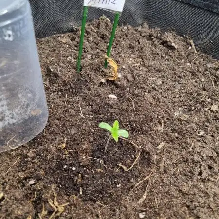 Living soil MultiGrow 3. Runde
