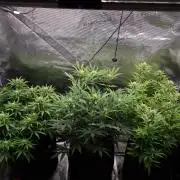 Living soil MultiGrow 3. Runde