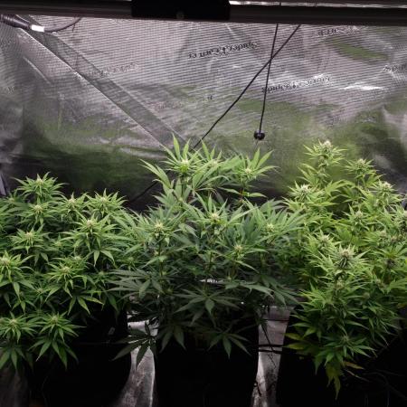 Living soil MultiGrow 3. Runde