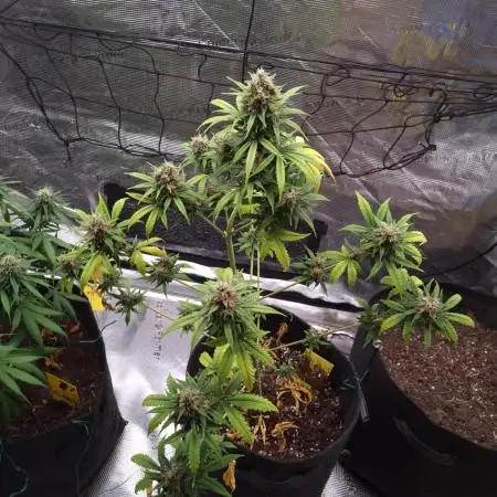 Pineapple Slush xL (Auto) by Sweet Seeds