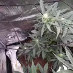 Auto Candy by Divine Seeds(Indoor)