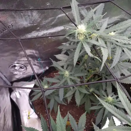 Auto Candy by Divine Seeds(Indoor)