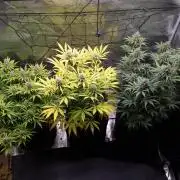 Living soil MultiGrow 3. Runde