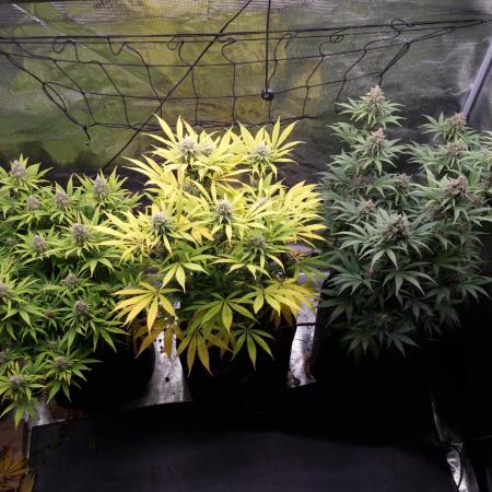 Living soil MultiGrow 3. Runde