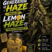 A New Generation Of Haze?!