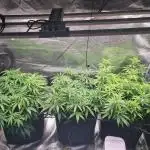 Living soil MultiGrow 3. Runde