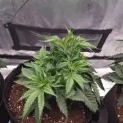 Sticky Broccoly Eternity Grow Cup2026