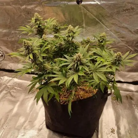 Multi-Grow (rqs: FrSp, PoFl/ zam: RaBe) Photos