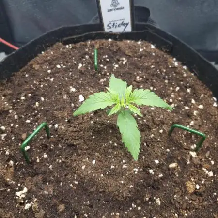 Sticky Broccoly Eternity Grow Cup2026