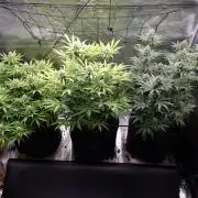 Living soil MultiGrow 3. Runde