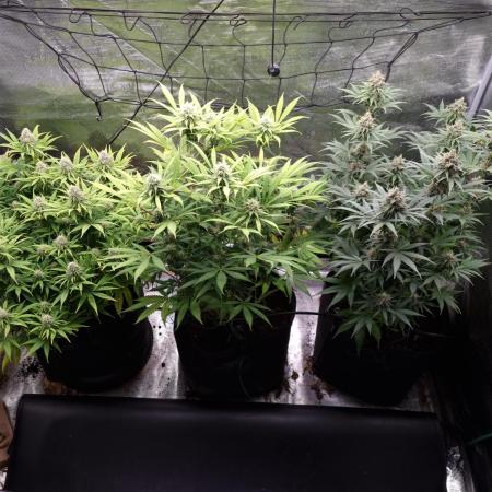 Living soil MultiGrow 3. Runde