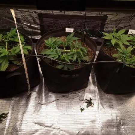 Living soil MultiGrow 3. Runde