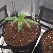 Nicole Kush by Garden of Green