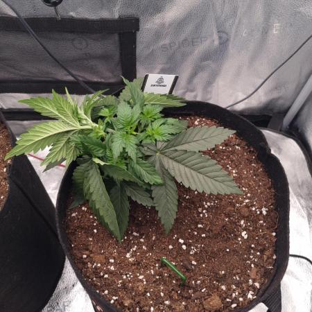 Grizzly Glue By Zamnesia