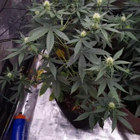 Pineapple Slush xL (Auto) by Sweet Seeds
