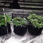 Living soil MultiGrow 3. Runde