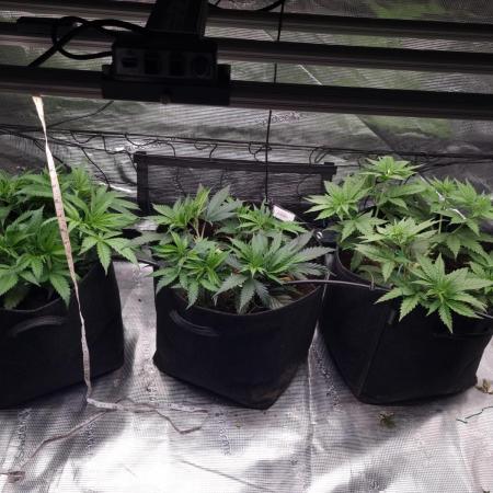 Living soil MultiGrow 3. Runde