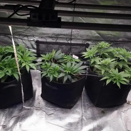 Living soil MultiGrow 3. Runde