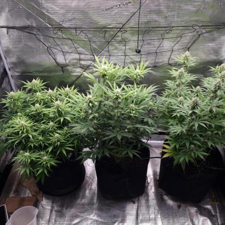 Living soil MultiGrow 3. Runde