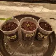 BiotabsNL MultiGrow 4