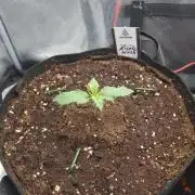 Nicole Kush by Garden of Green