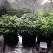 Living soil MultiGrow 3. Runde