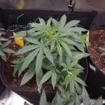 Auto Fractal by Divine Seeds(Indoor)