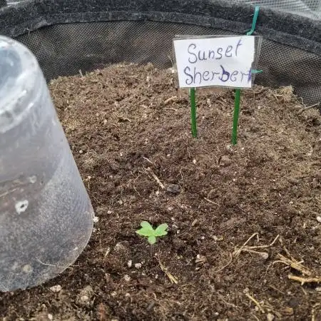Living soil MultiGrow 3. Runde