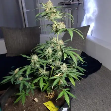 Auto Candy by Divine Seeds(Indoor)