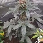 Auto Divine Rapier byDivineSeeds(Indoor)