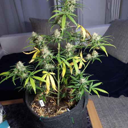Sweet Mandarine Zkittlez xL (Auto)