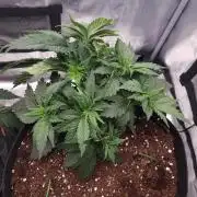 Grizzly Glue By Zamnesia