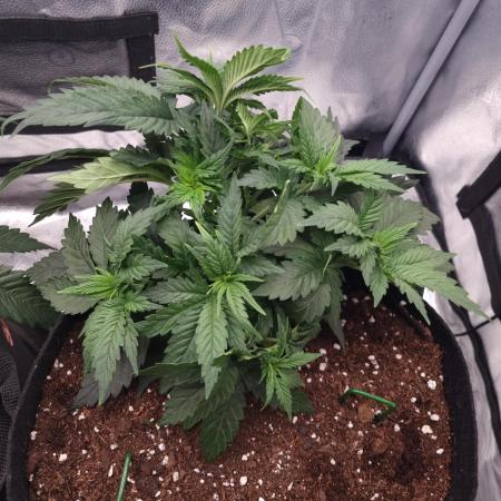 Grizzly Glue By Zamnesia