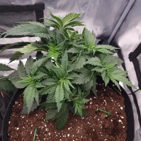 Grizzly Glue By Zamnesia